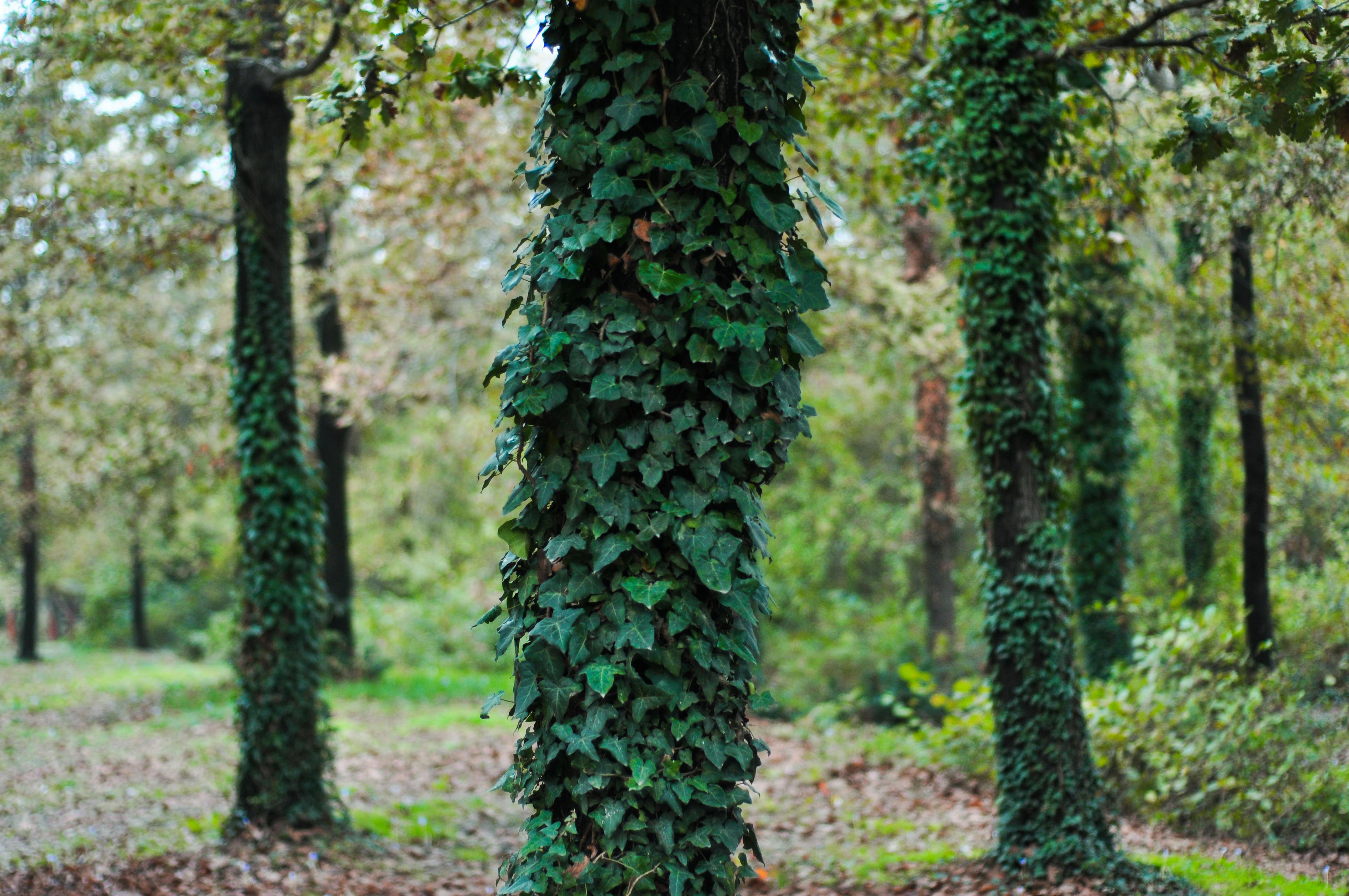 Can Ivy Kill Trees?