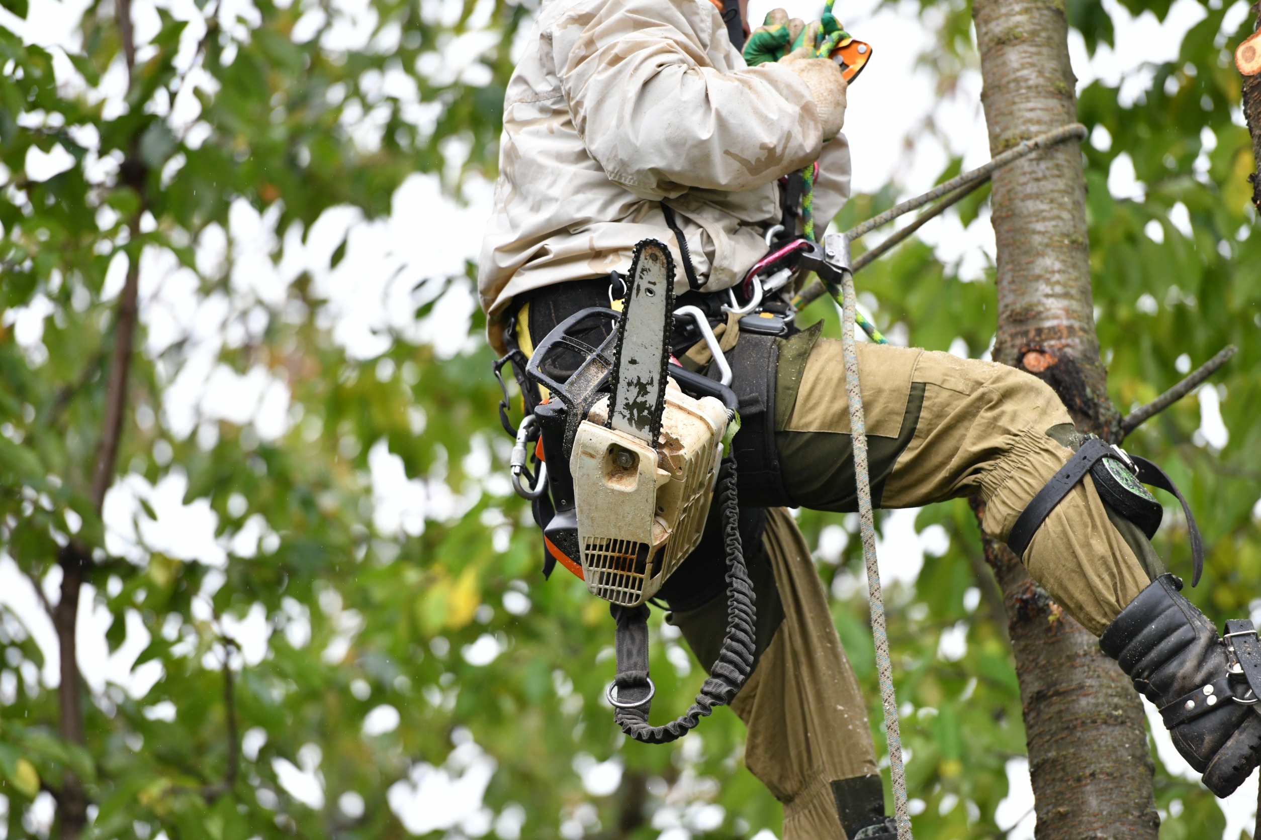 cost of tree removal services