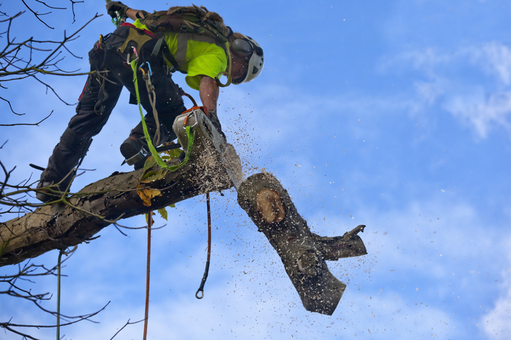 best prices for tree removal