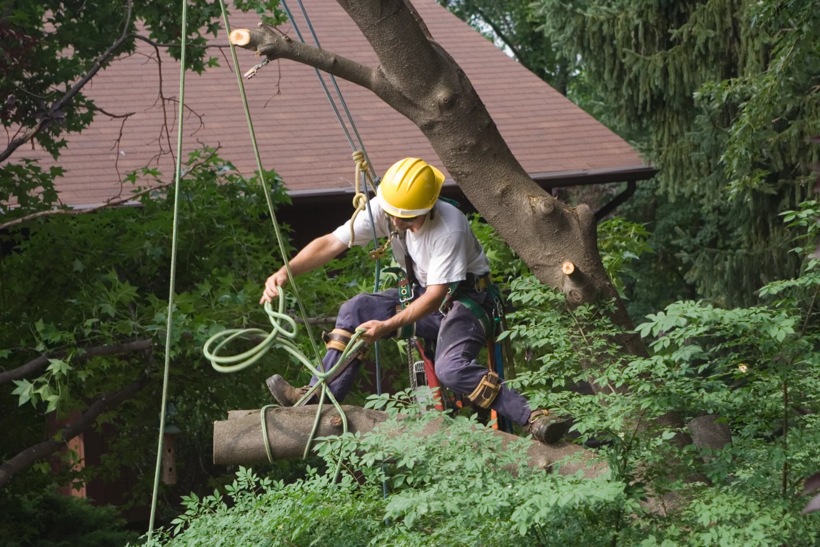 Torres Tree Service crew removing a large tree