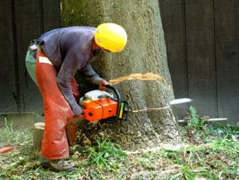 torres-tree-service-llc