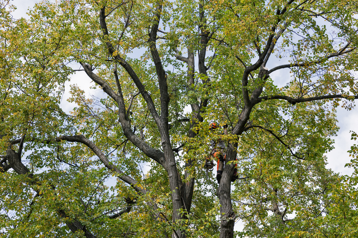 torres-tree-services-llc-dallas-fort-worth-crew