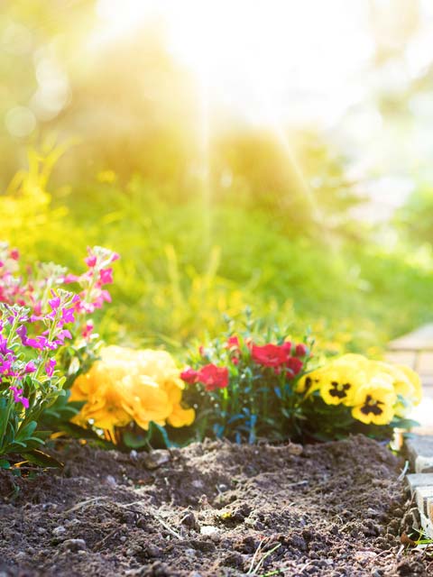 planting-1