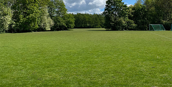New lawn new lawn