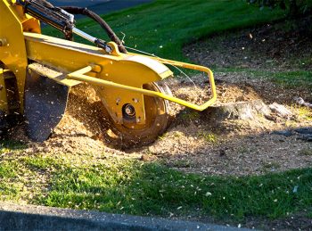 stump grinding services