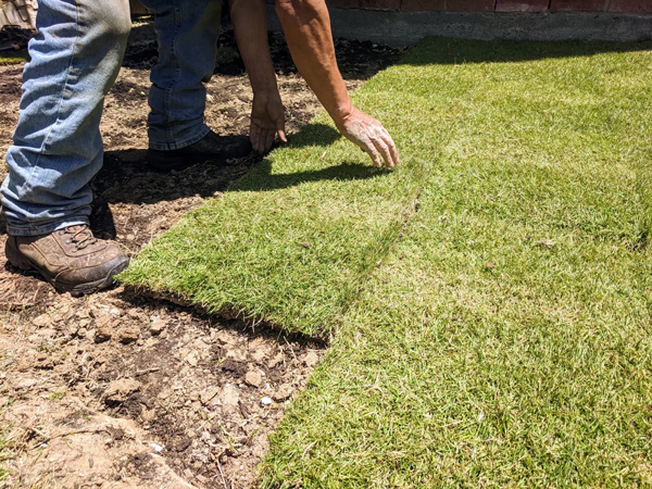 new grass install company in DFW