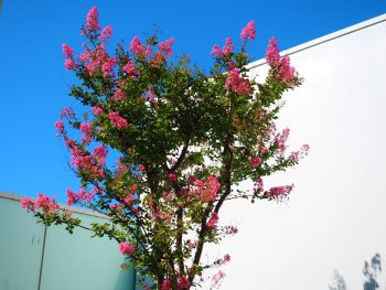 north texas flowering trees