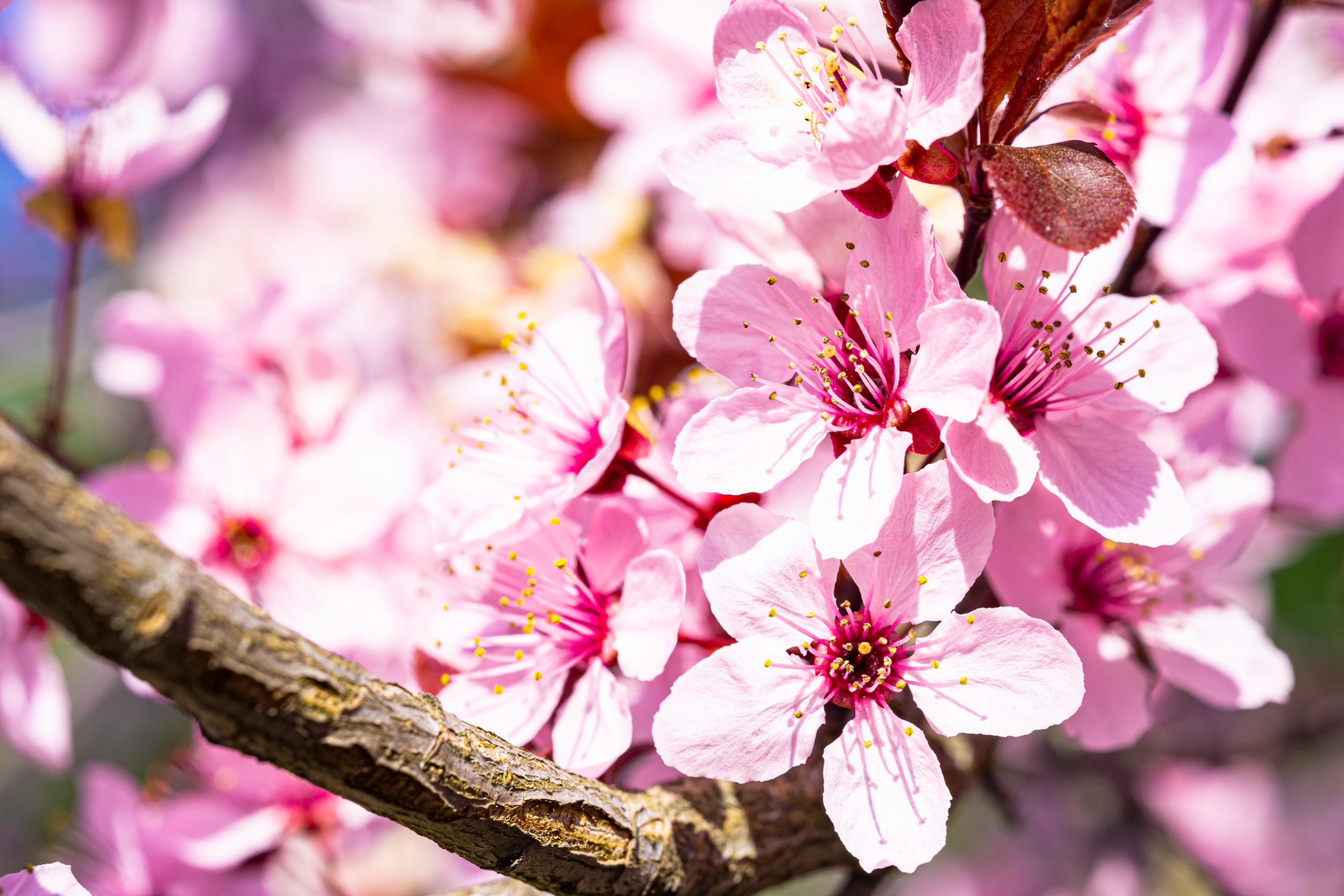 flowering cherry tree (prunus serrulata)