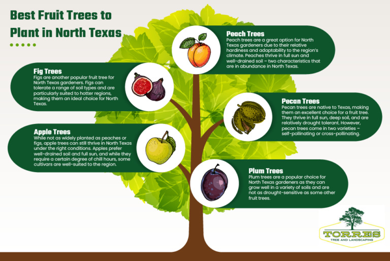 Best fruit trees to plant in North Texas
