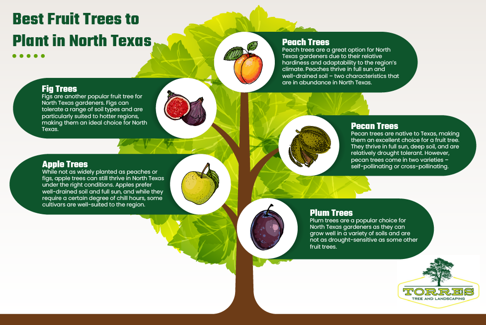 best fruit trees to plant and grow in north texas