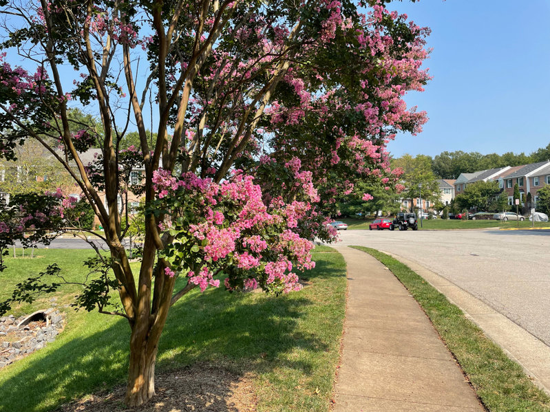 crape myrtle flowering tree north texas
