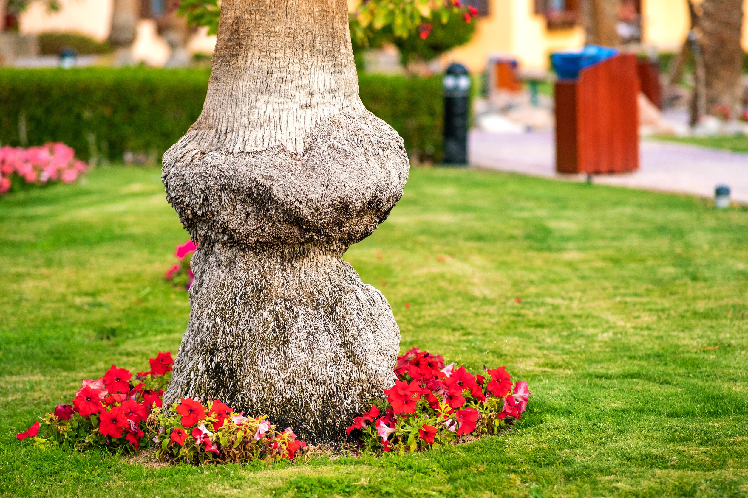 flowers around tree root