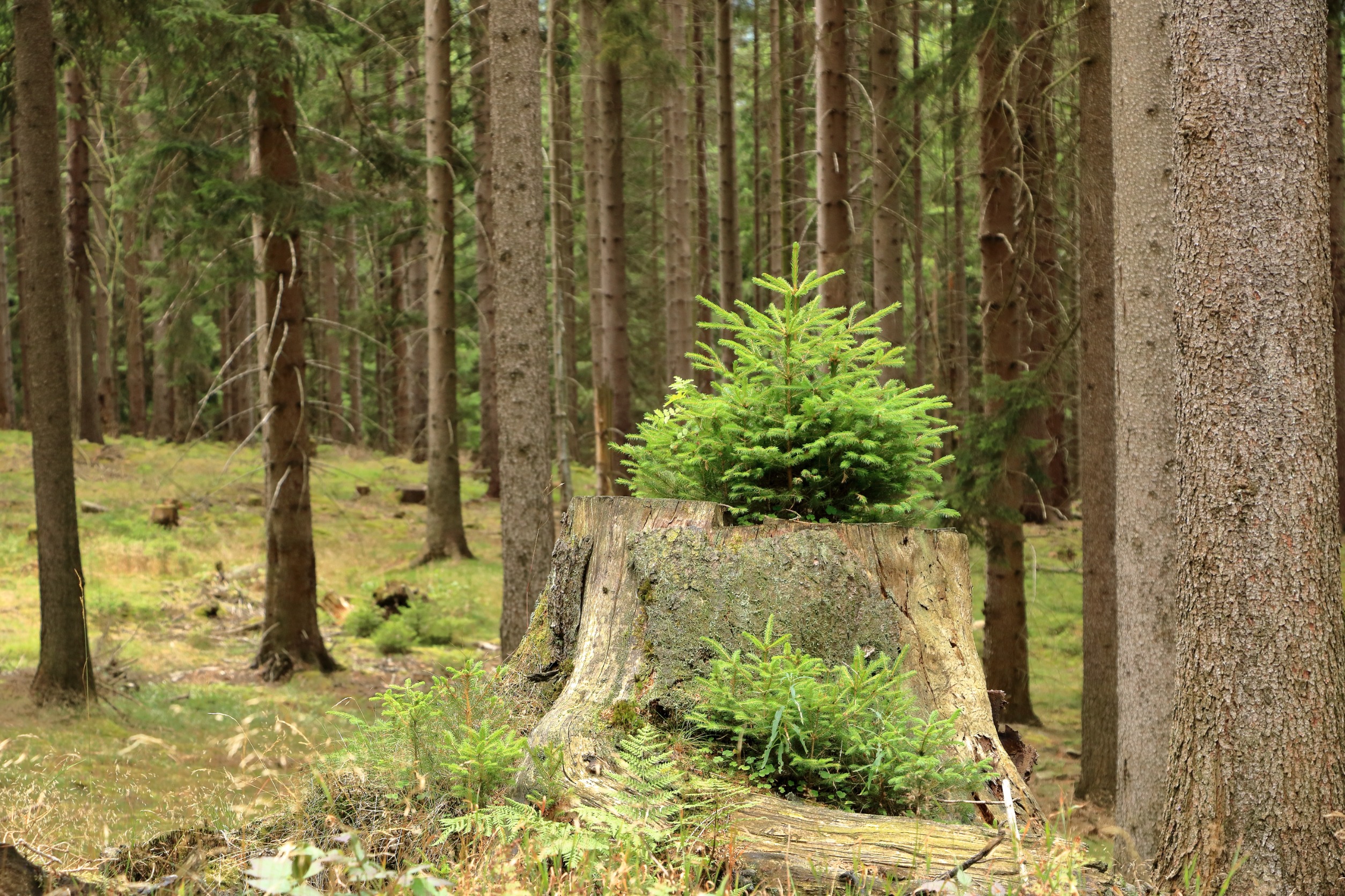 pine plant growing on tree stump