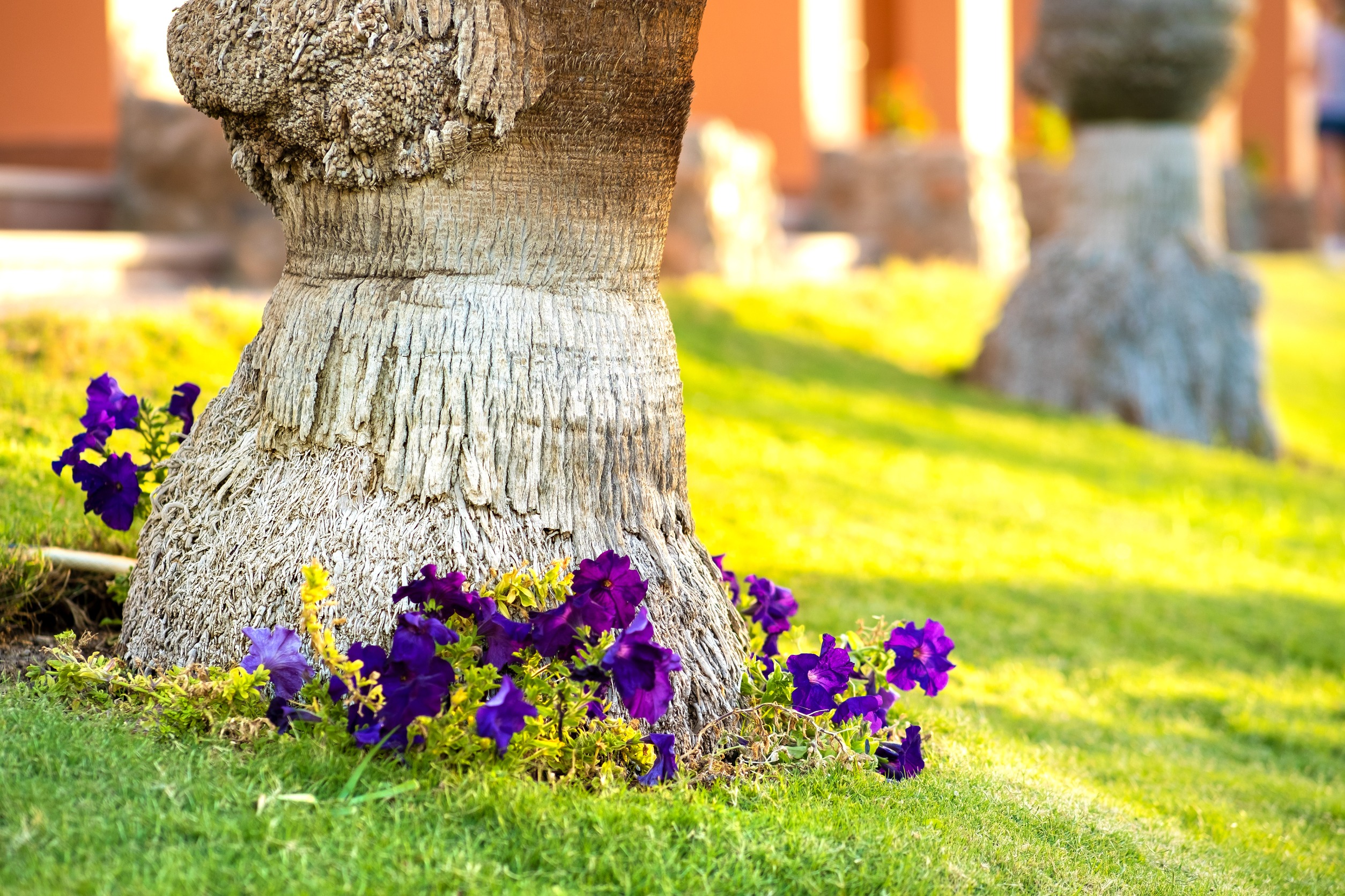 purple flowers around tree trunk