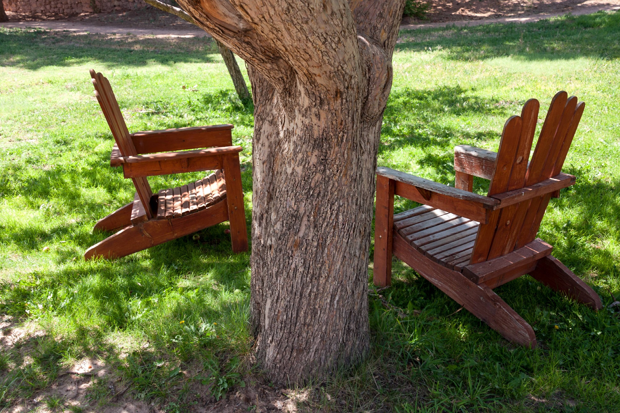 seating area:tree roots