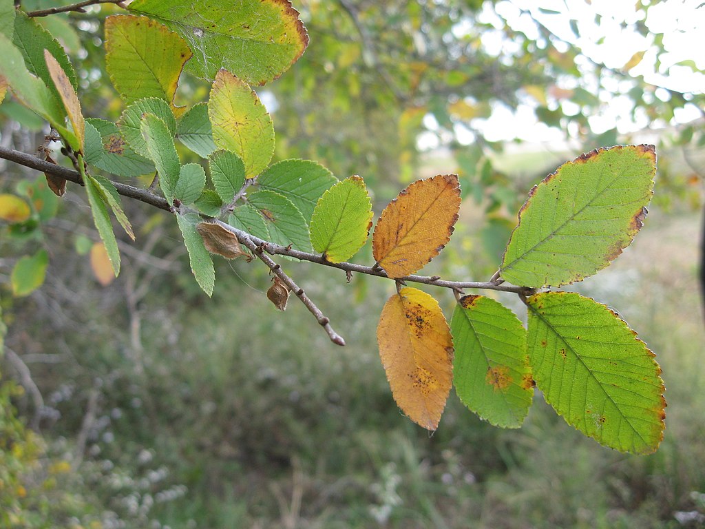 Best shade trees to plant