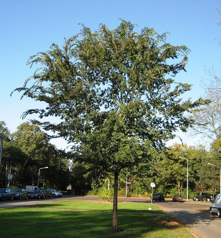 chinese elm