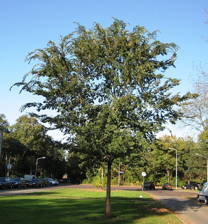 Chinese elm tree grow well in Texas