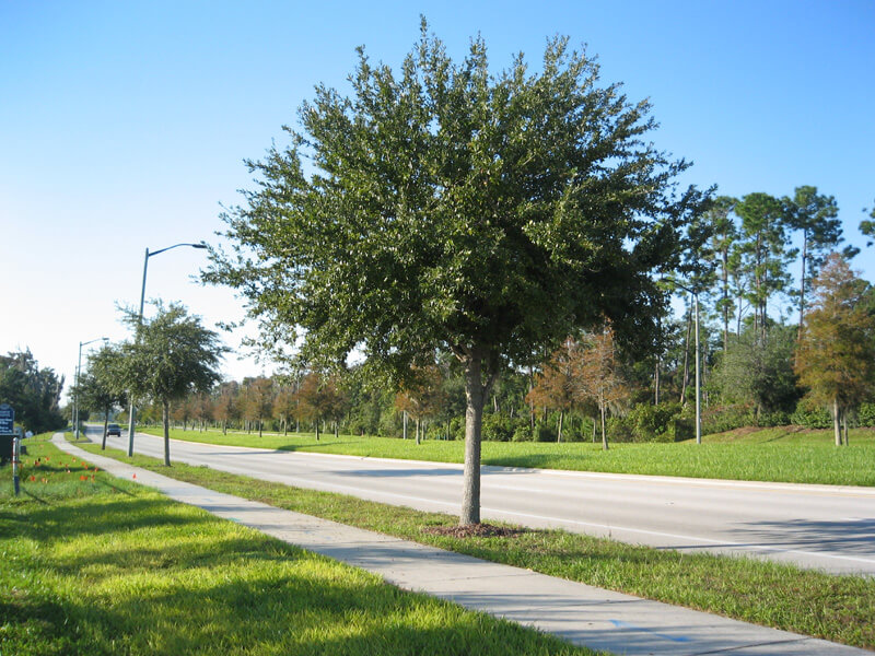live oaks are great trees to grow in north texas