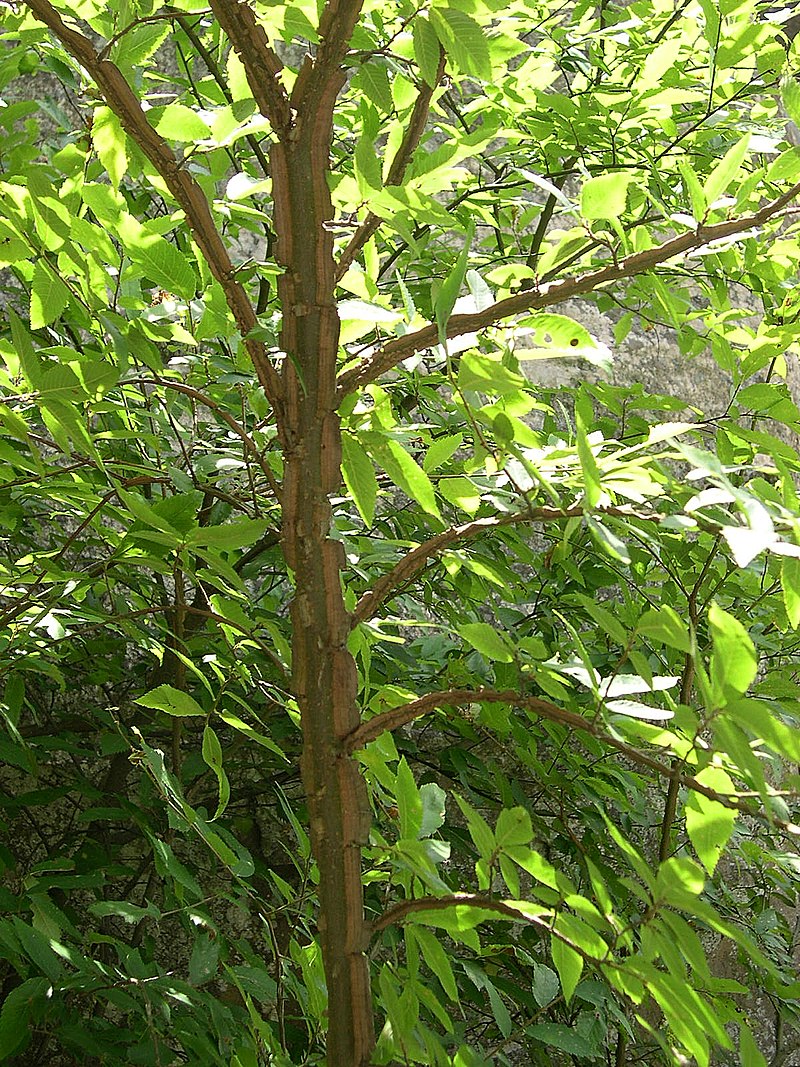 elm trees grow 1-2 ft per year.