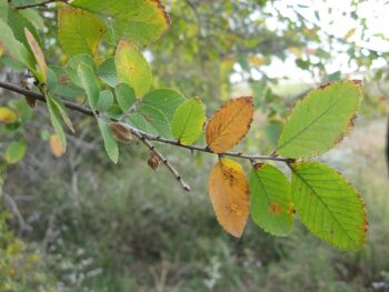 trees to plant close to the house