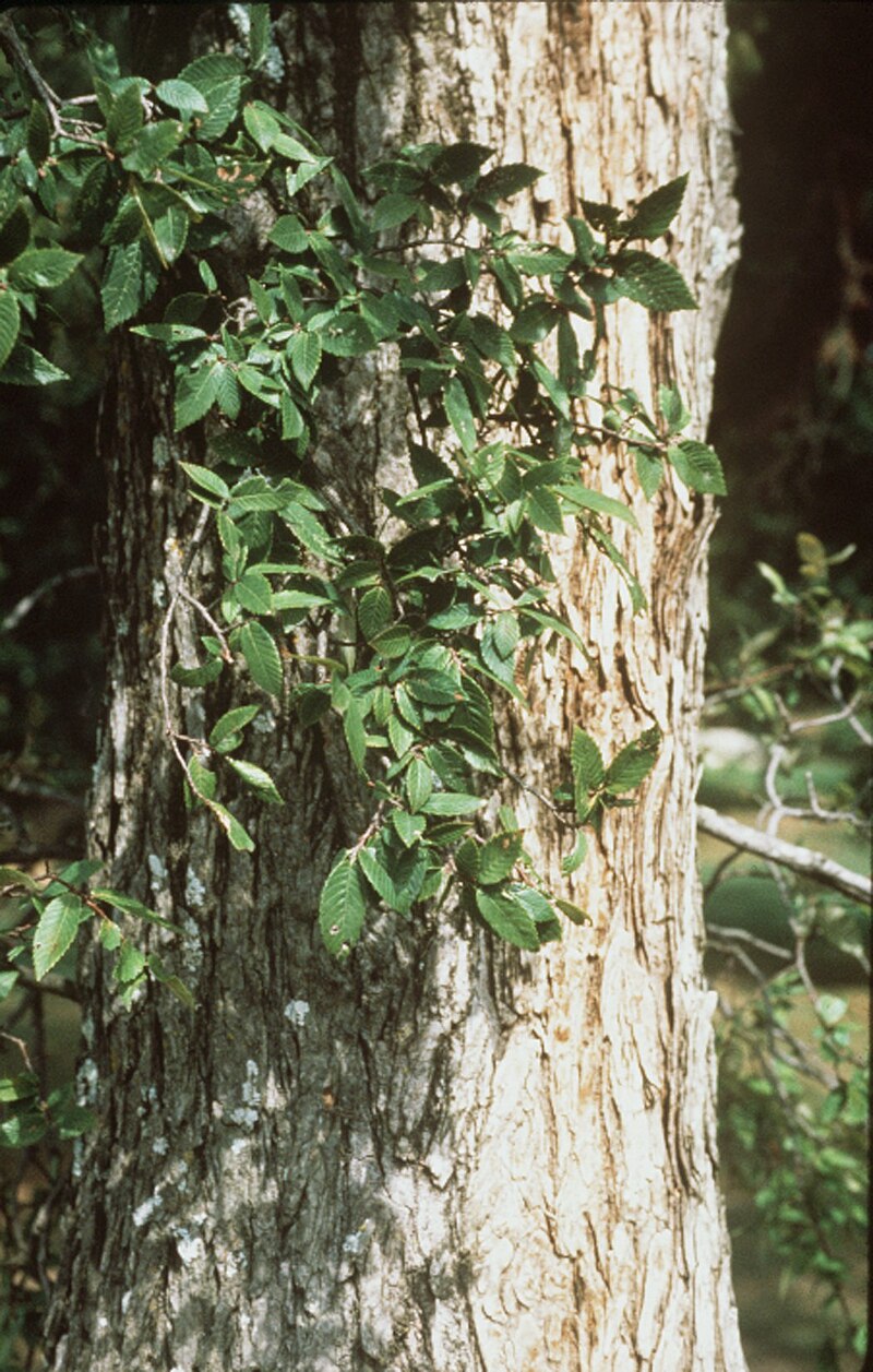 cedar elm tree is a common landscape tree