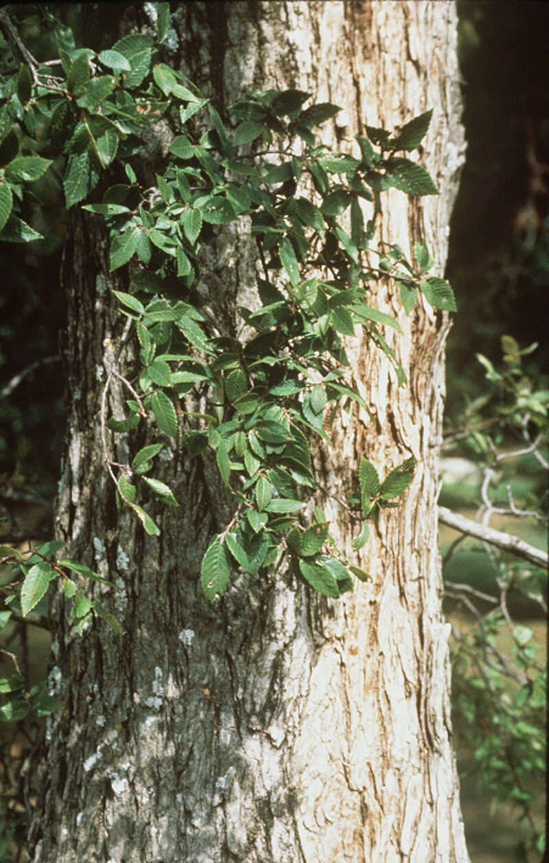 cedar elm tree