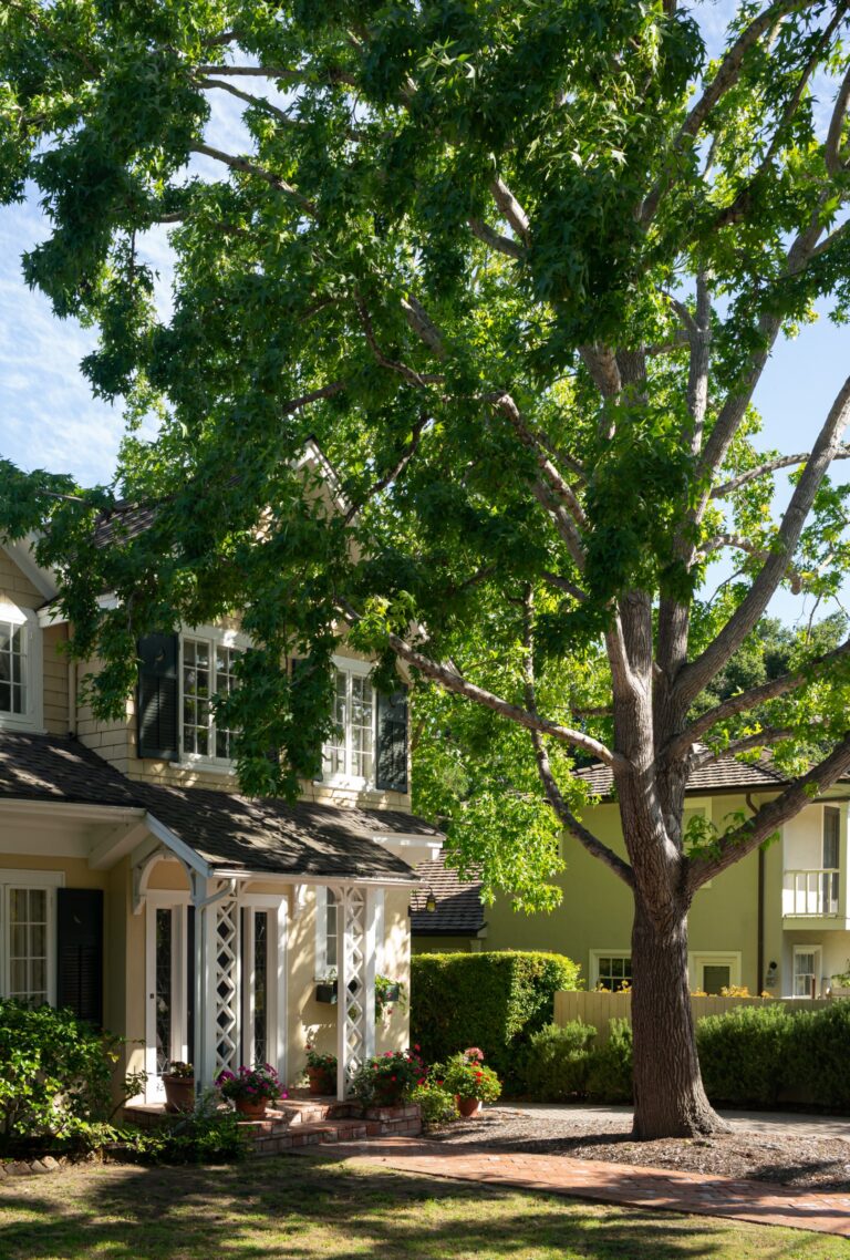 tree services in grand prairie, TX