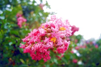 how to care for crepe myrtle