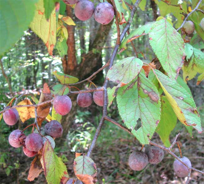 plant mexican plum trees near house