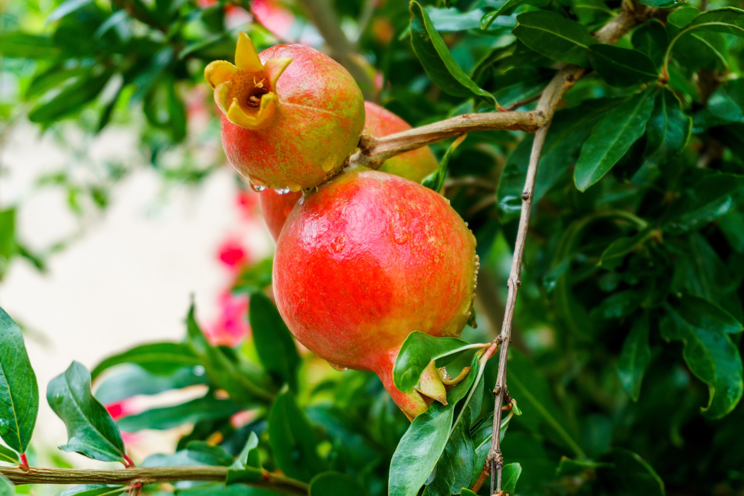 eliminate ants from fruit trees