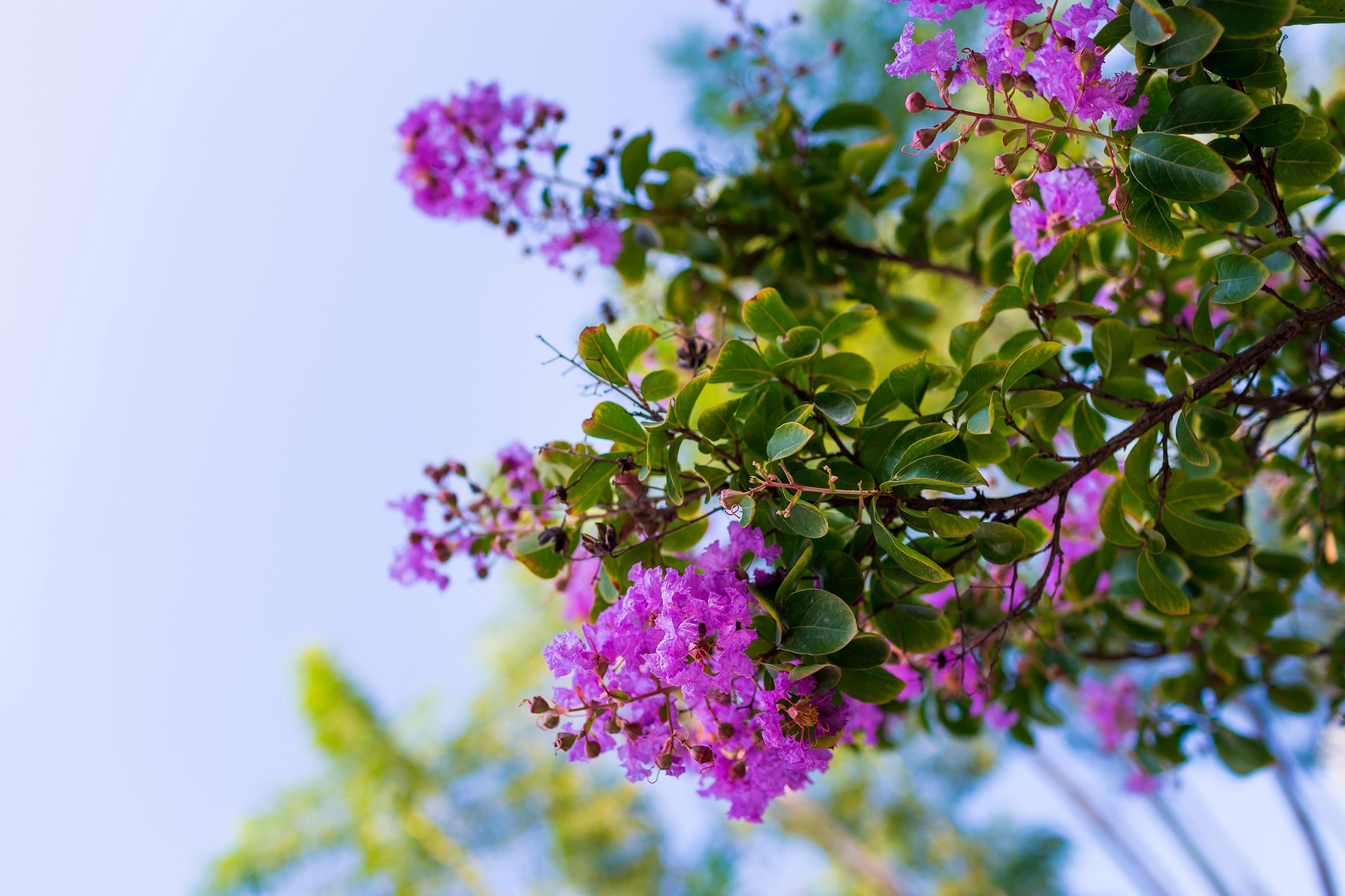 maintenance tips for crape myrtle trees