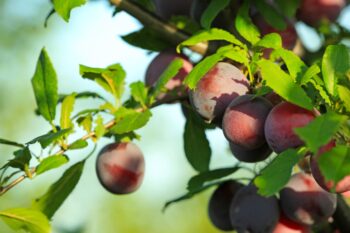 keep ants out of fruit trees