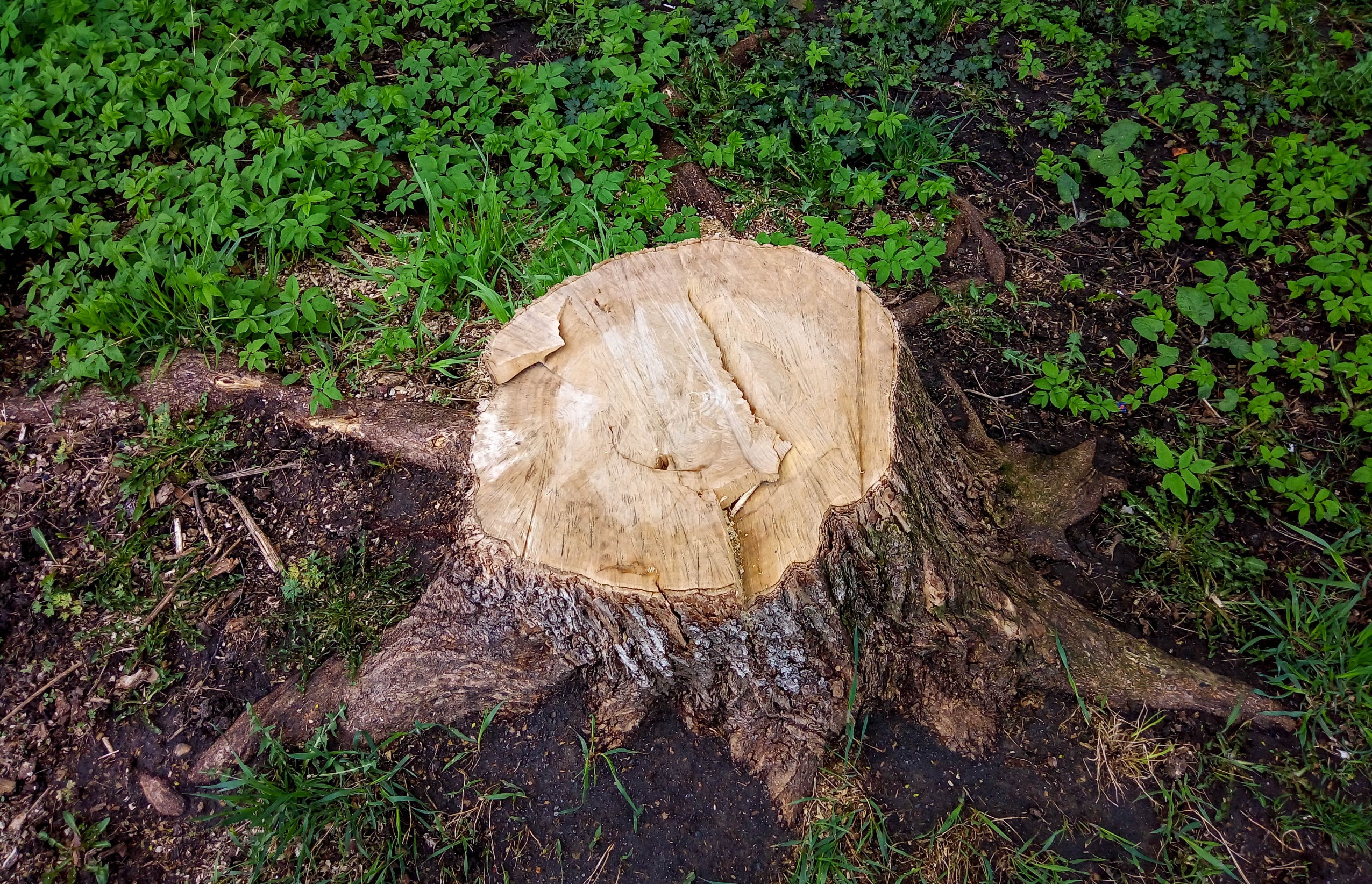 stump grinding flower mound