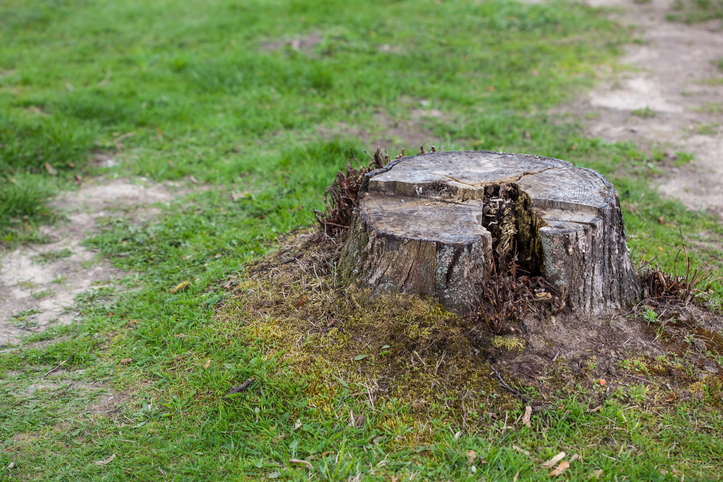 stump grinding in irving