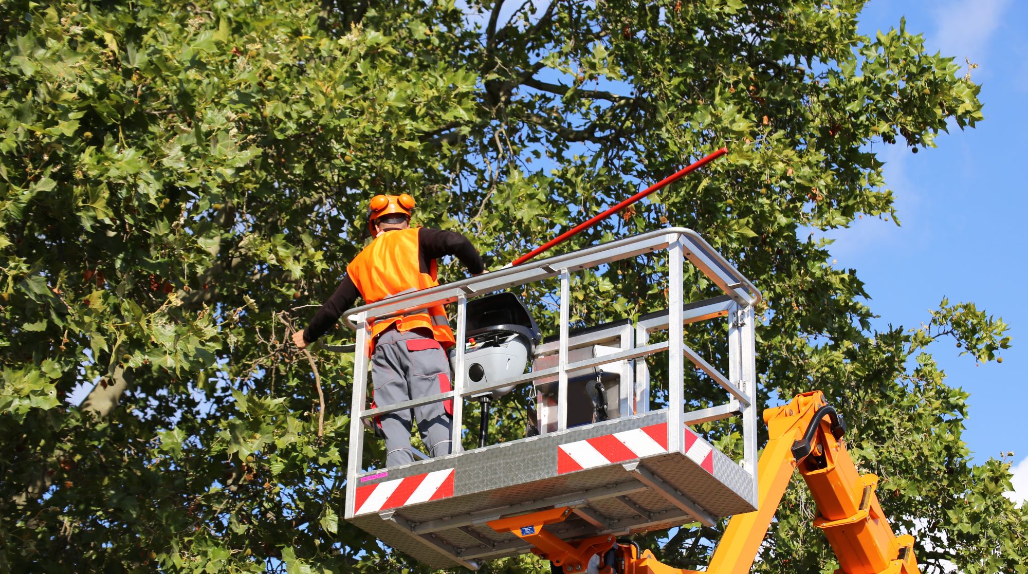 Grapevine tree trimming service