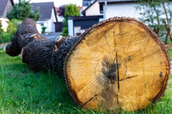 emergency tree removal