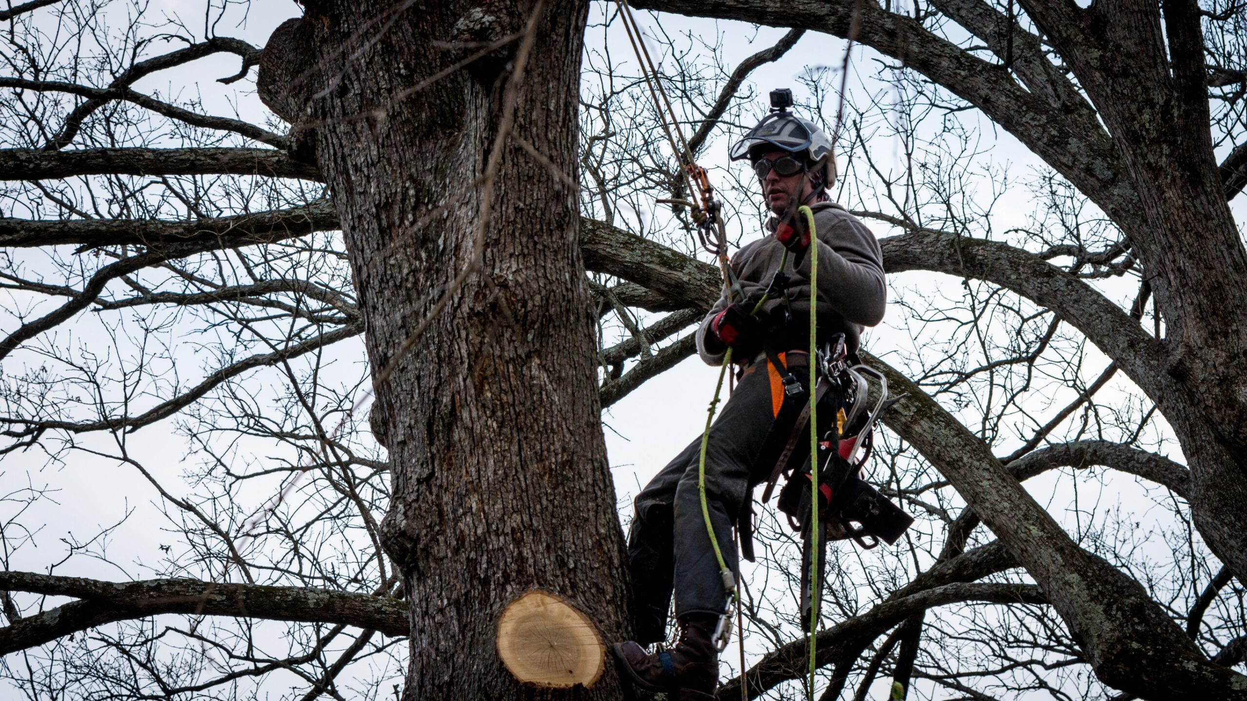 grand prairie tree service