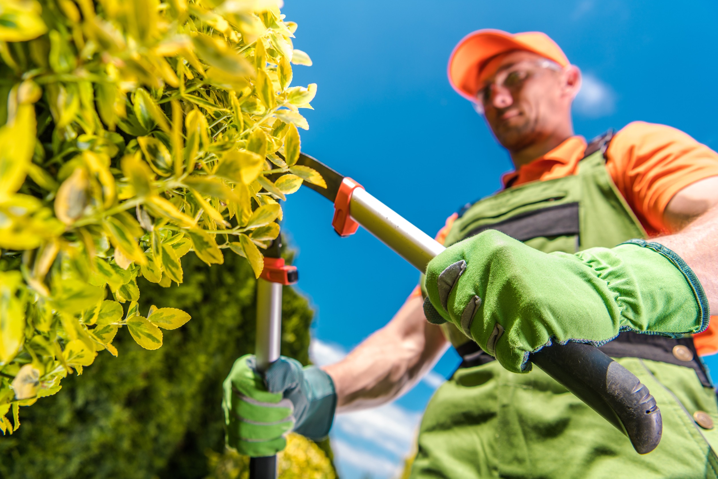 get shrubs trimmed and pruned