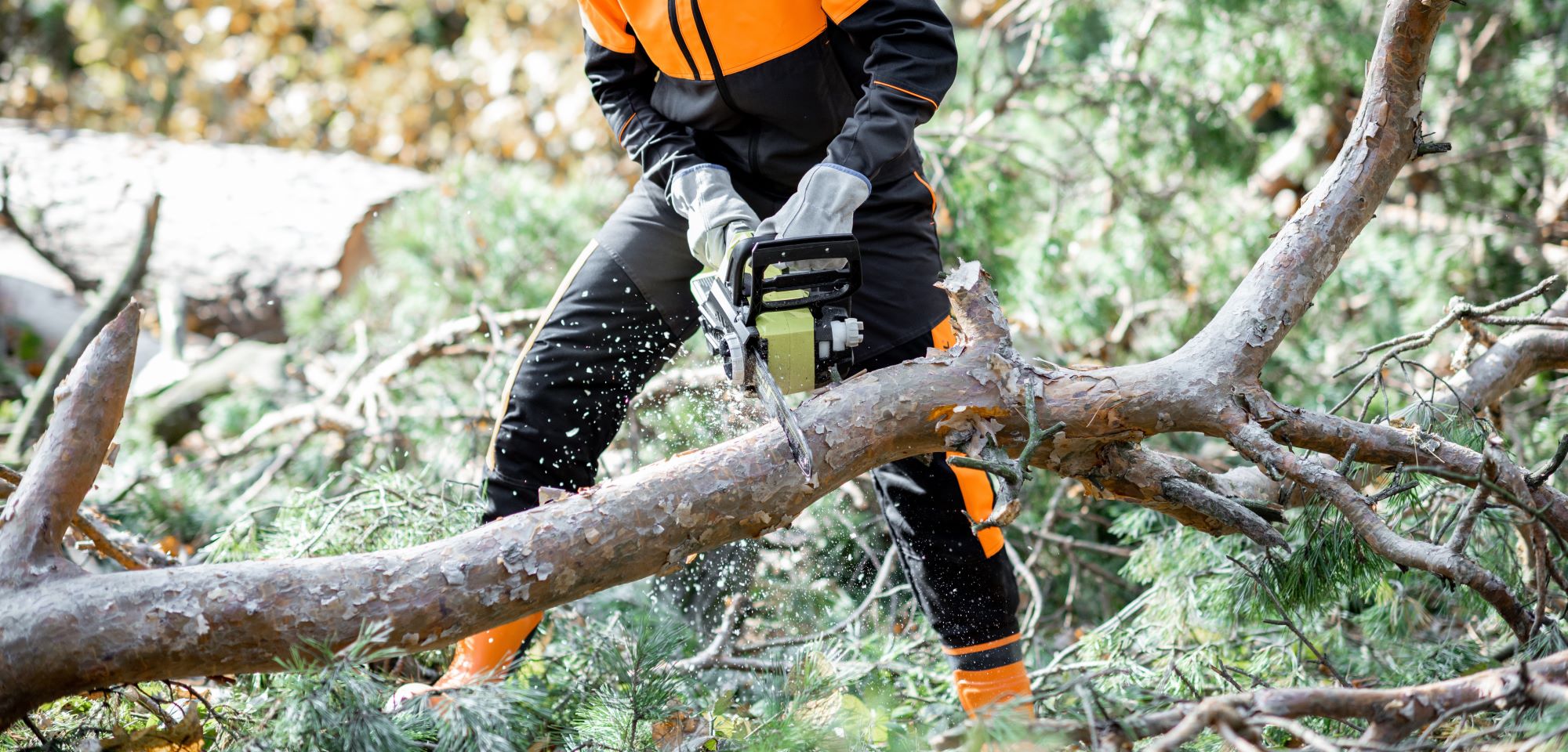 Lewisville Tree Service