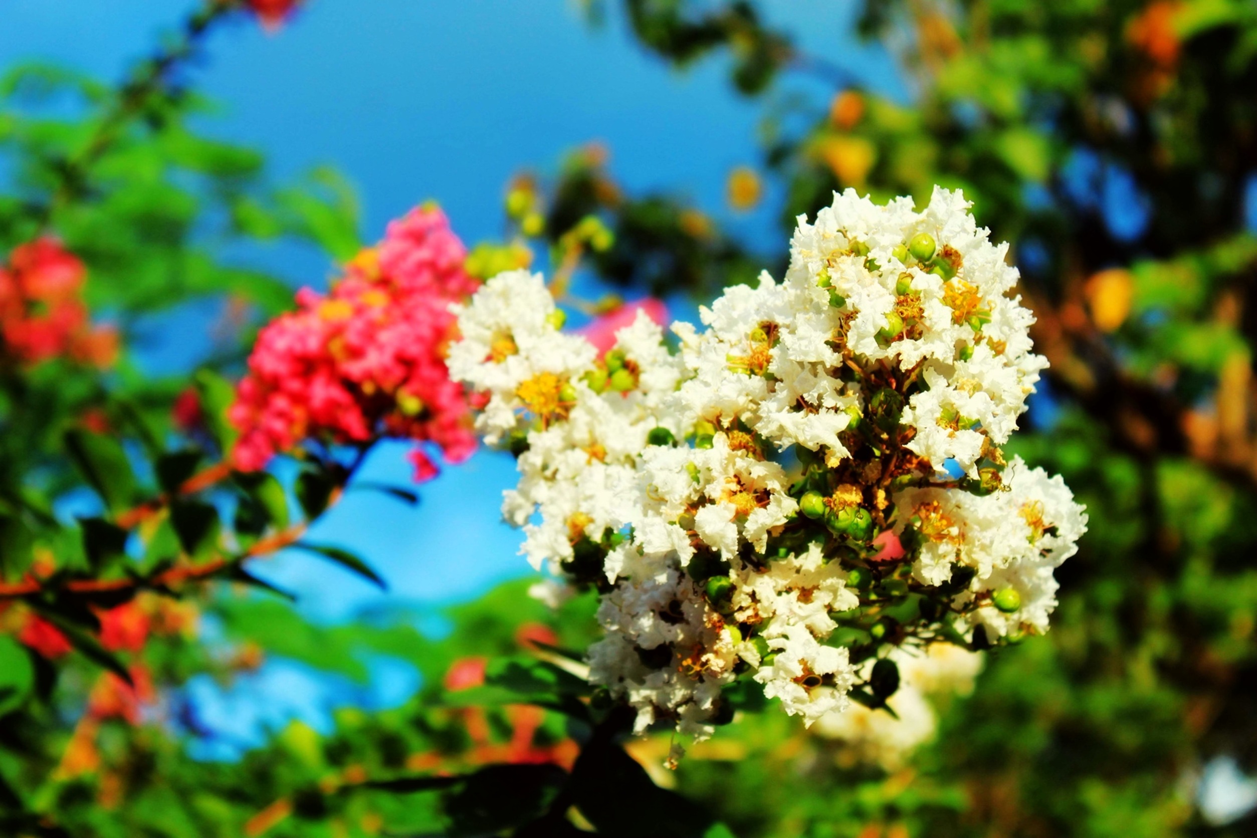 care tips for crape myrtle