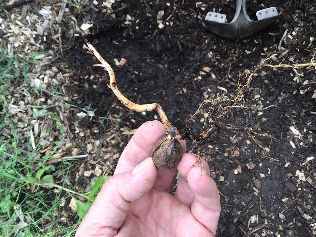 learn about pecan trees