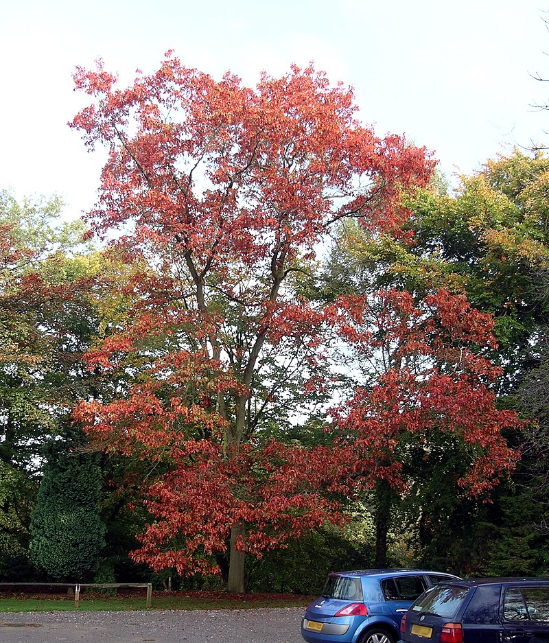 care tips for oak trees