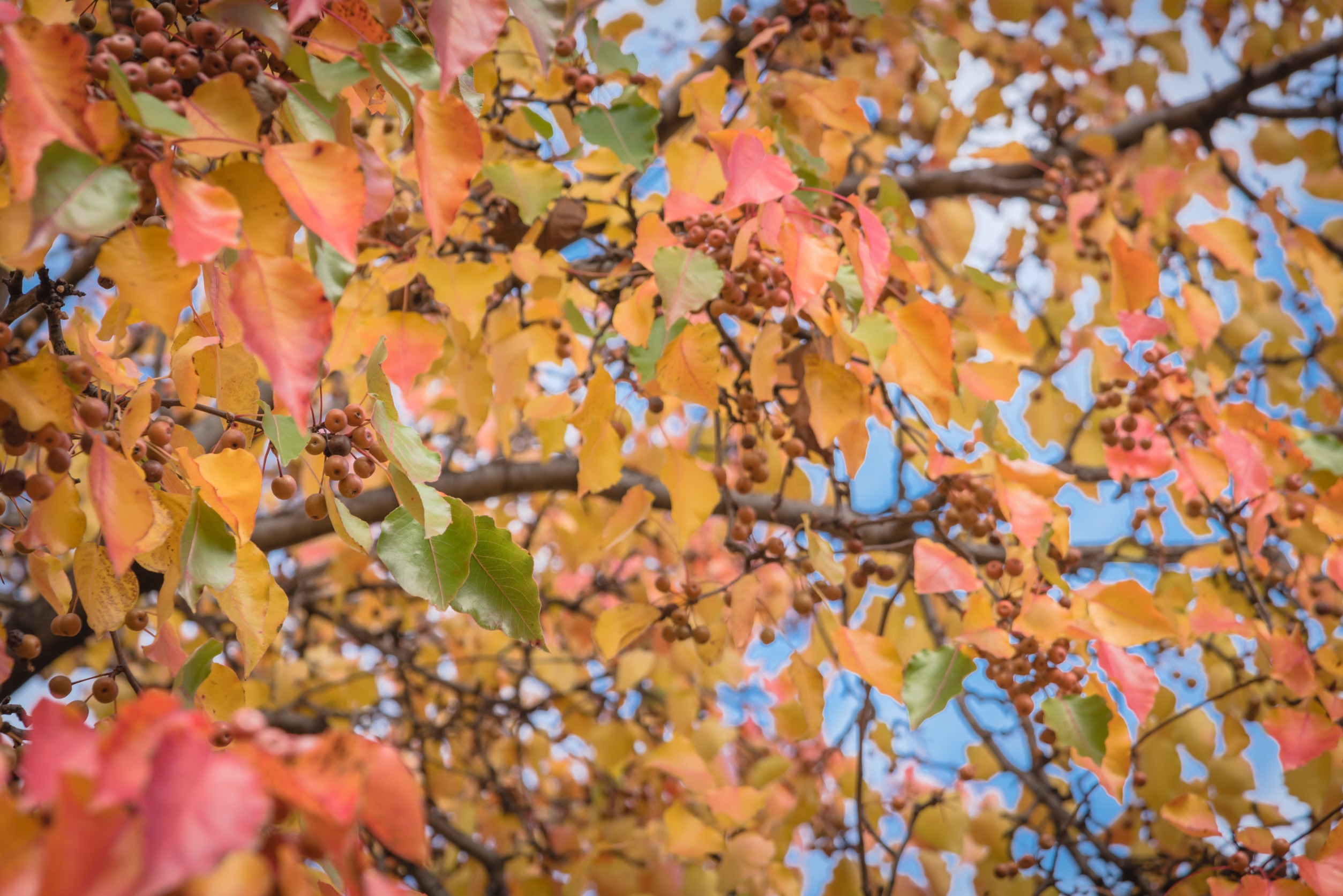 trim pear trees when they're dormant