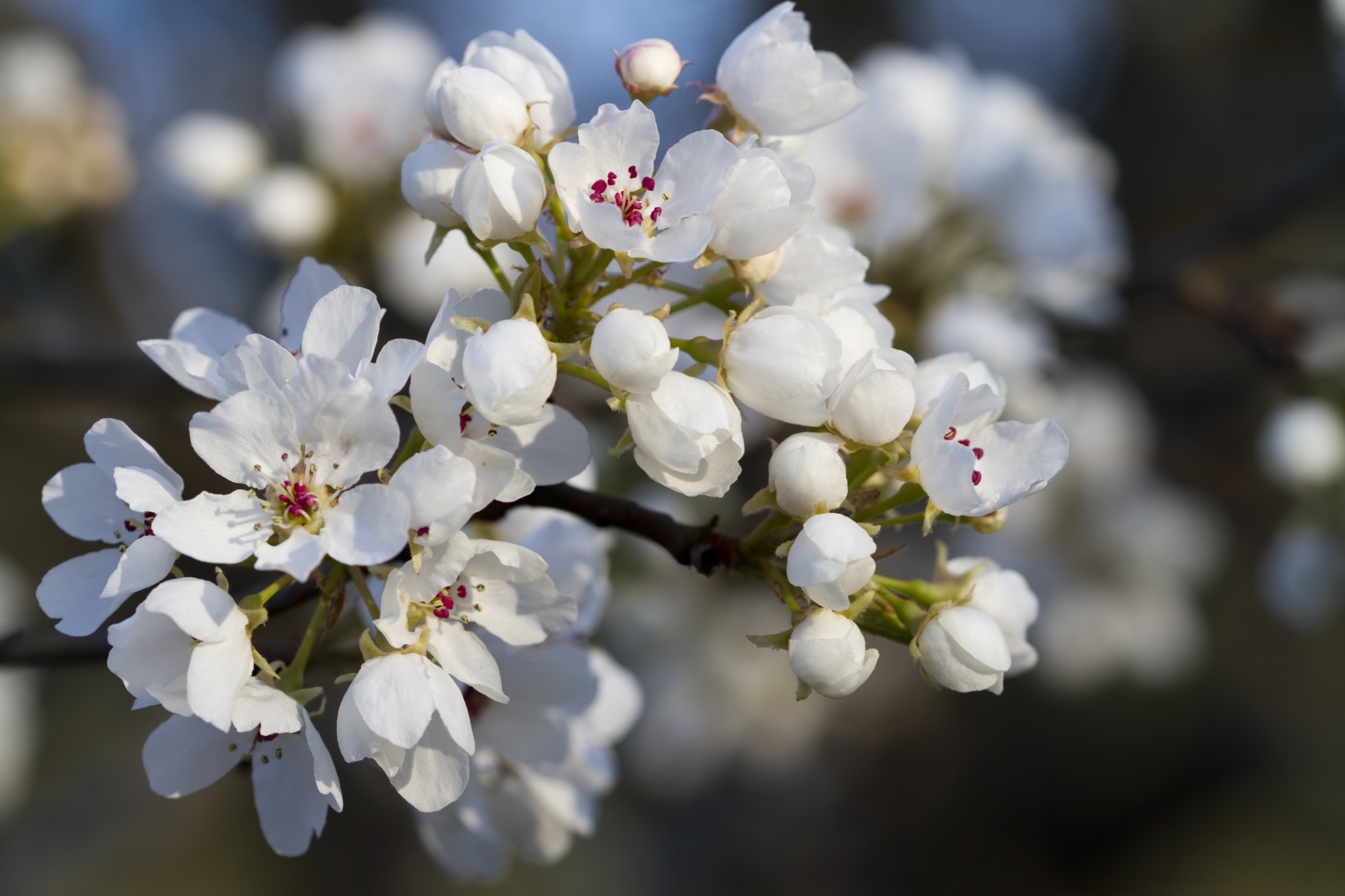Invasive Trees in Texas