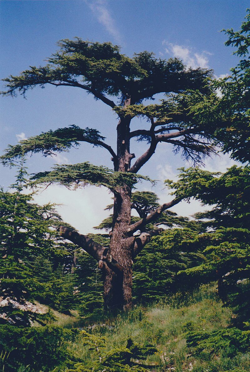 caring tips for cedars