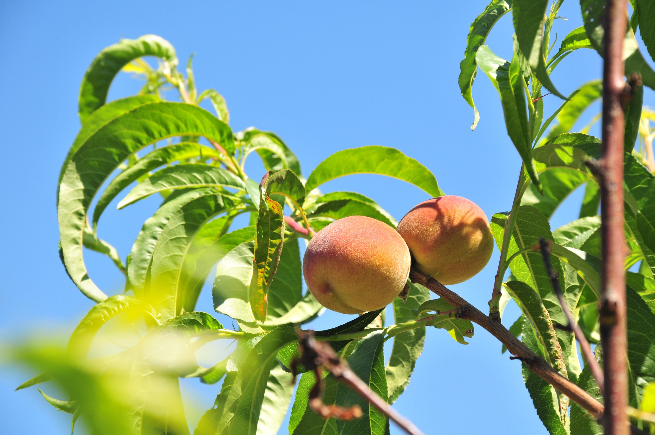 How Do You Take Care of Peach Trees?