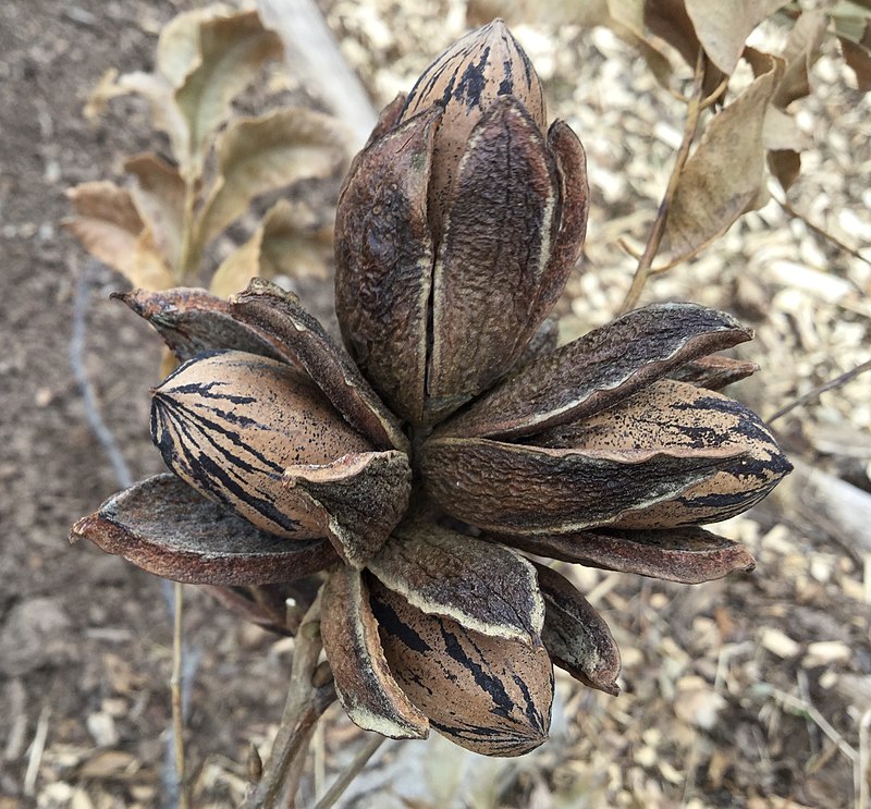 care tips for pecan trees