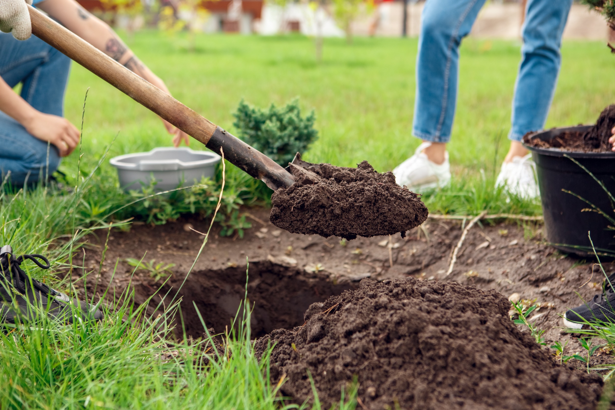 how to plant a tree