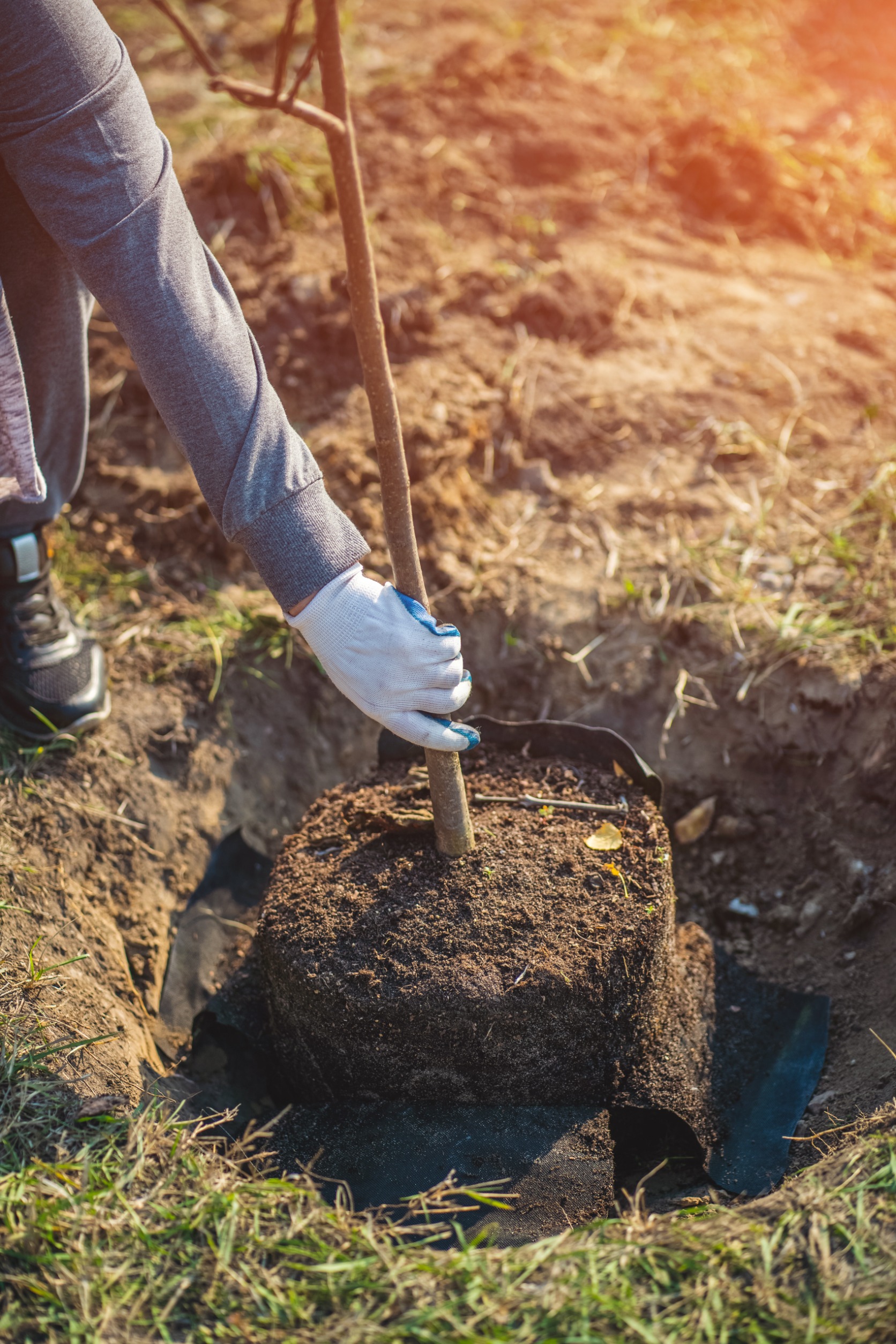 how to plant cedar trees